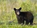 #4031 - Black bear cub
